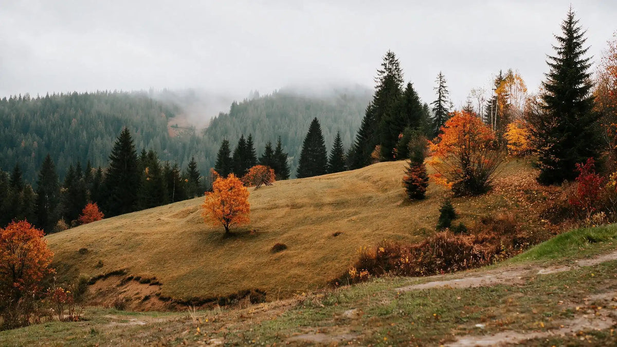 November birth month crystal landscape featuring Scorpio and Sagittarius seasonal autumn sunlight and foliage.