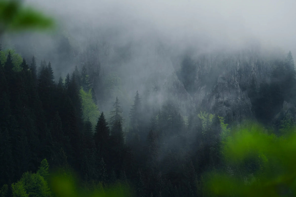 Misty mountain pine forest shrouded in fog reflecting quiet stillness and vibrant earth vitality by Ember Quiet.