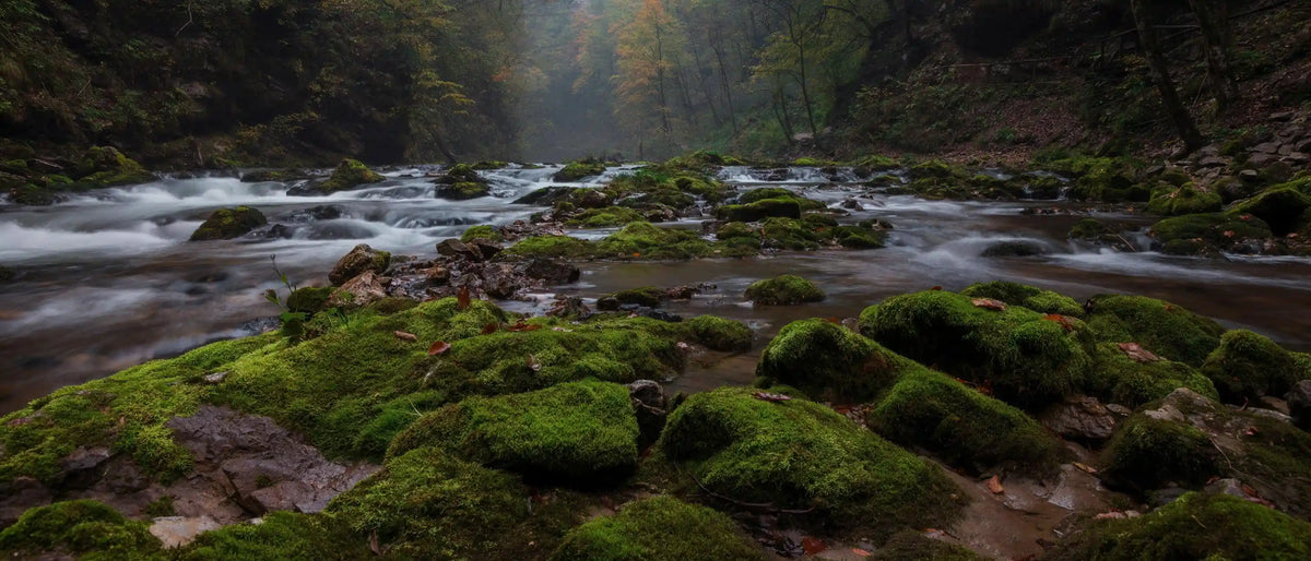Clear forest stream flowing over ancient moss-covered rocks, reflecting vibrant earth vitality by Ember Quiet.