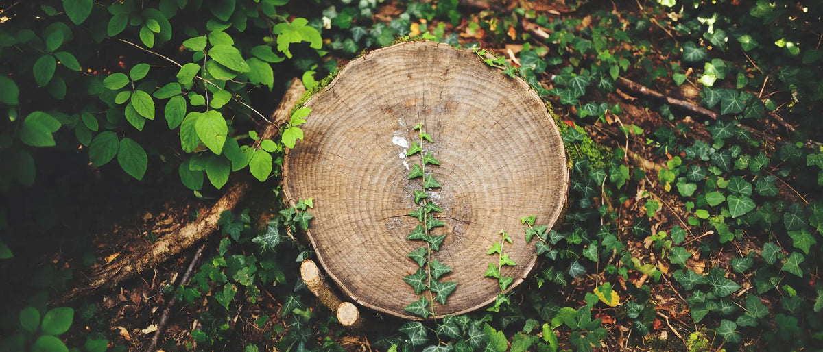 Tree rings marking the turning of the four seasons, the natural cycle behind pairing each month of the year with its own stone.